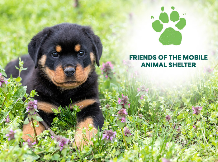 Puppy with flowers